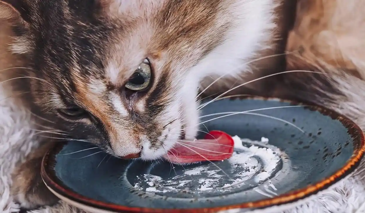 猫身体很短_美短猫身体健康吗_短猫长什么样