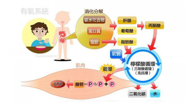 运动含氧量_那是有氧运动_运动氧气